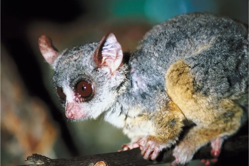  Bushbabies are wild animals whose home is Africa