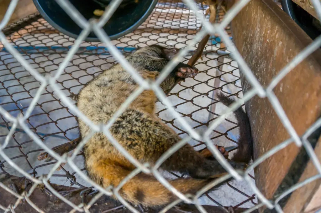 The civet lies in a cage on the floor made of Rabitz mesh