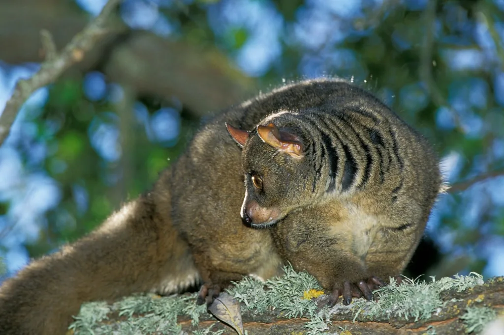  The Brown greater galago is a good example of a big-tailed bushbaby