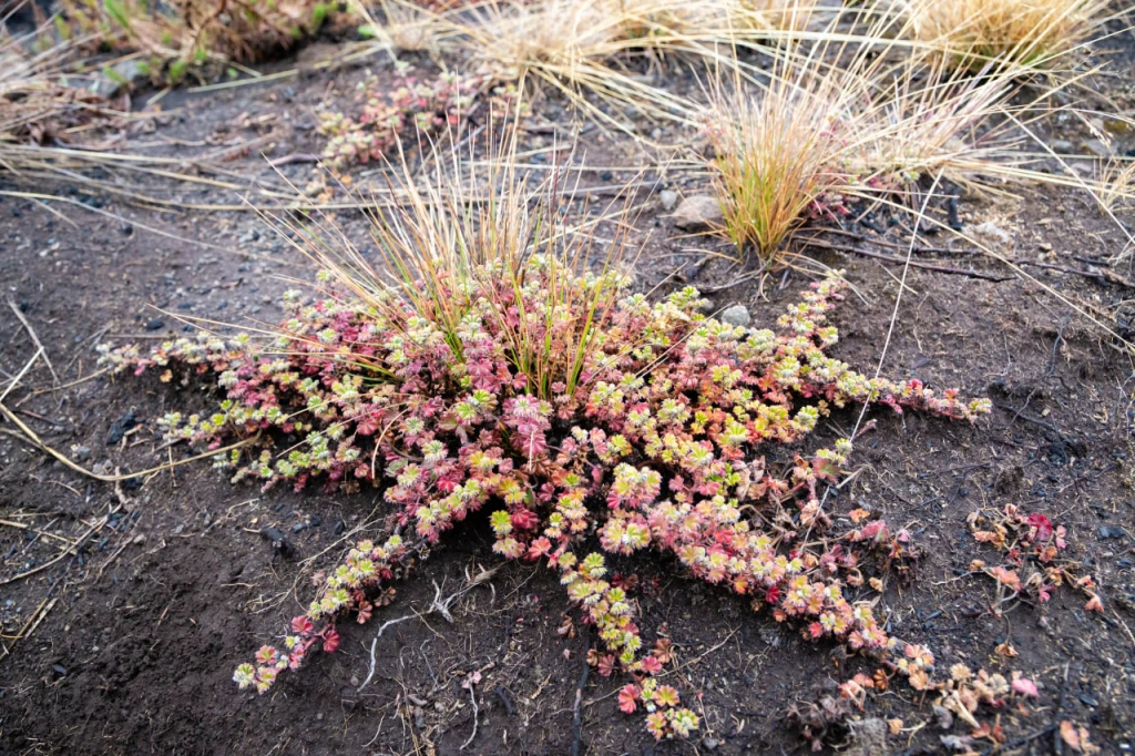 Despite its harsh environment, Kilimanjaro is home to the vivid plant life