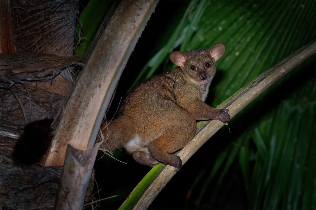 The four legs of galagos are often in constant contact with the tree branches