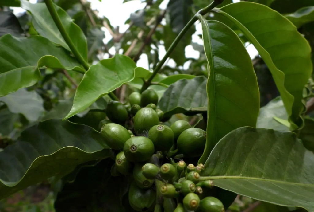 Зреющие кофейные ягоды. Kilimanjaro Plantation, 2023 год