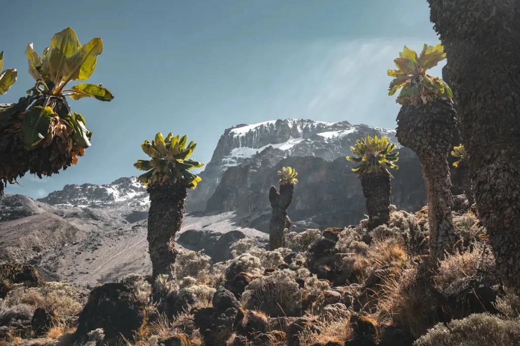 Гигантские крестовники на склоне Килиманджаро. Экспедиция Altezza Travel. Автор фото Джастин Лэнг