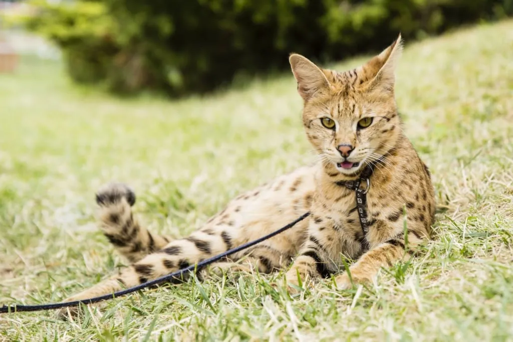 Die Savannah ist eine Katzenrasse, die durch Kreuzung eines Servals und einer Hauskatze entstanden ist.