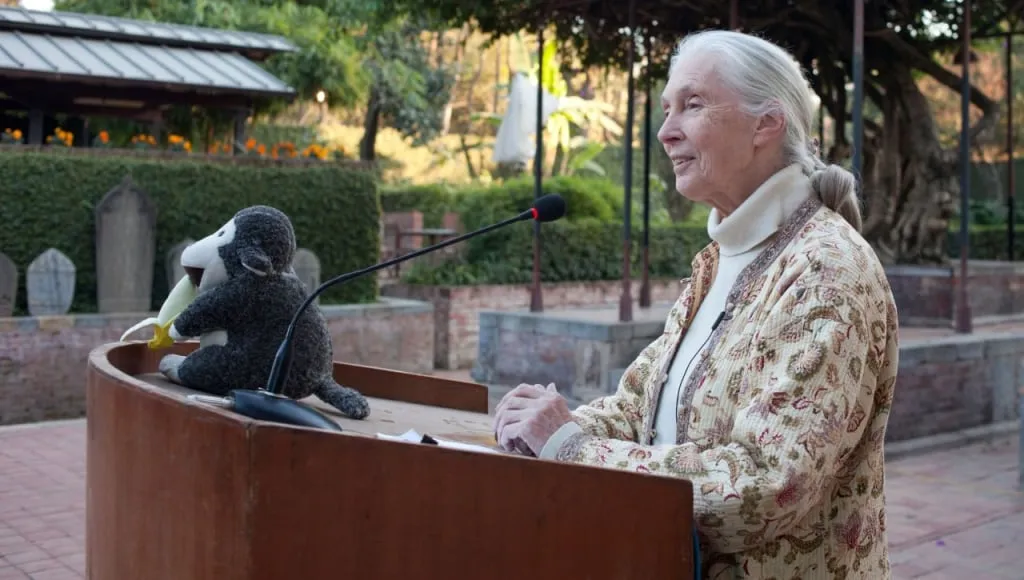  Dr. Jane Goodall at a conference