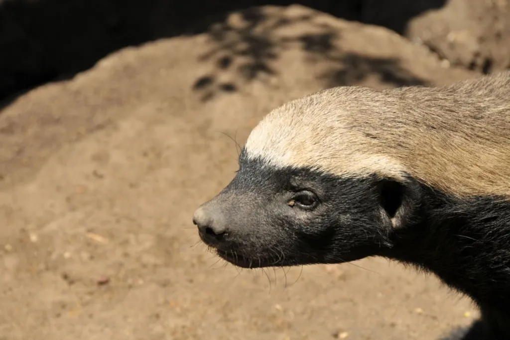 The head and back of a honey badger are colored in a light grayish-white
