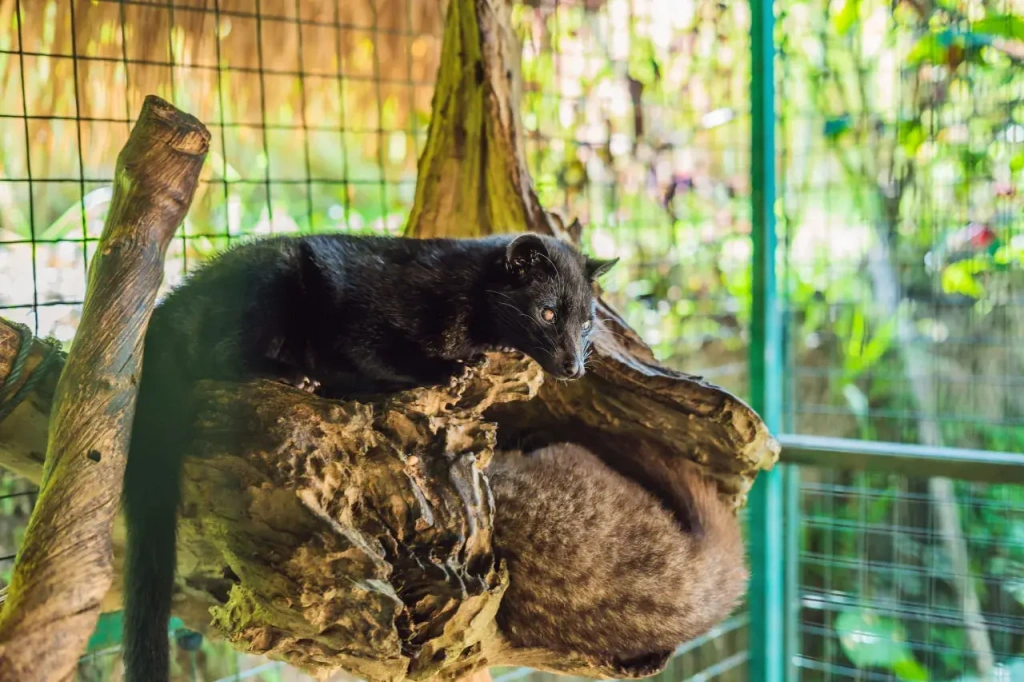 A musang in captivity. The animal is kept in a cage on an animal farm in Indonesia