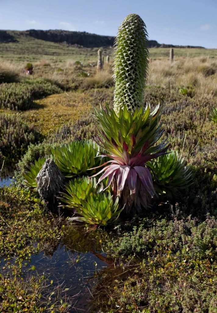 Giant lobelia—one of the endemic plants of Mount Kenya