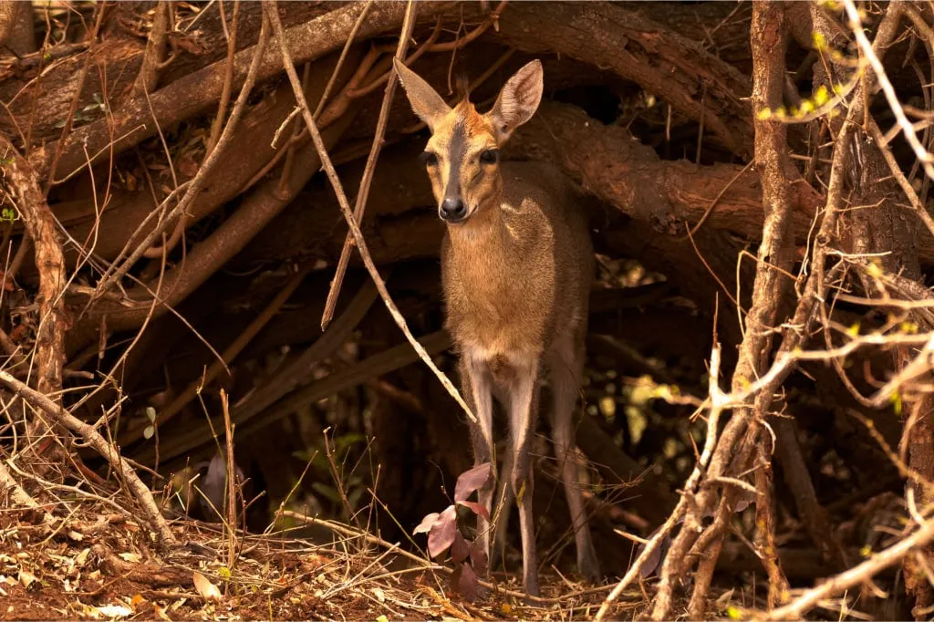 A bush duiker hiding in the thickets
