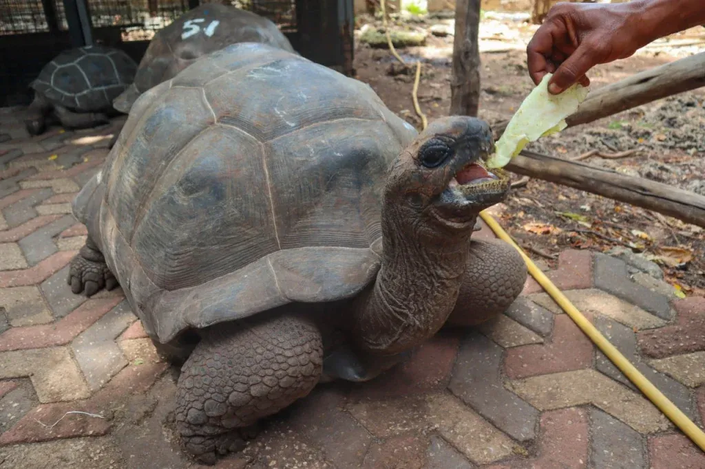 A tortoise reaching for cabbage