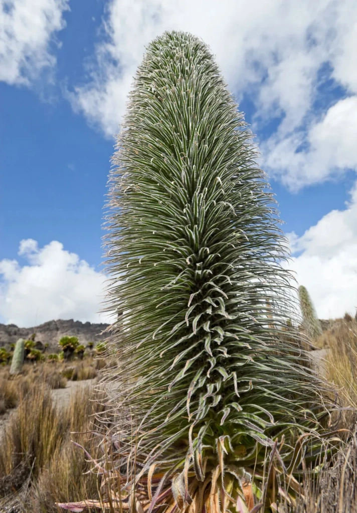 Гигантская лобелия — одно из растений-эндемиков горы Кения