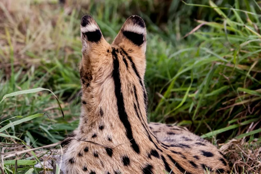  Aus der Ferne mag ein Raubtier denken, dass der Serval es ansieht, aber es sind die nach hinten gerichteten Ohren mit der Färbung der 'falschen Augen'.'