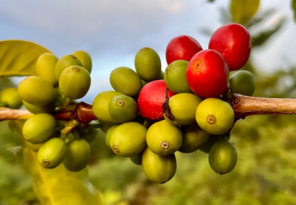 Coffee berries on the tree. Tanzania, Kilimanjaro, Machame. Photo by Altezza Travel