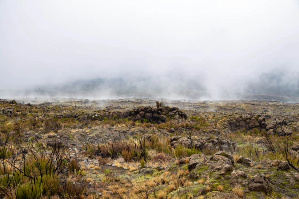 Moorland zone on Kilimanjaro, photographed on Lemosho Route 