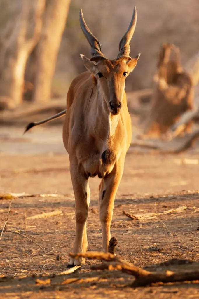 Eland - die größte Antilope der Welt. Man kann sie vor allem im östlichen und südlichen Afrika sehen