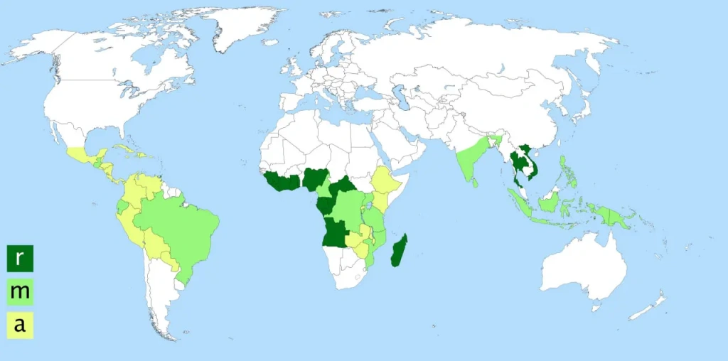 Map of the world with coffee-producing countries. Dark green indicates countries growing Robusta, yellow indicates Arabica, and light green indicates countries producing both.
