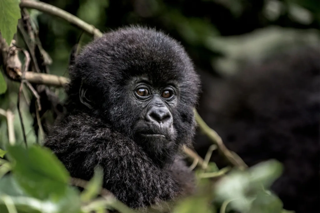 A baby mountain gorilla in Virunga National Park