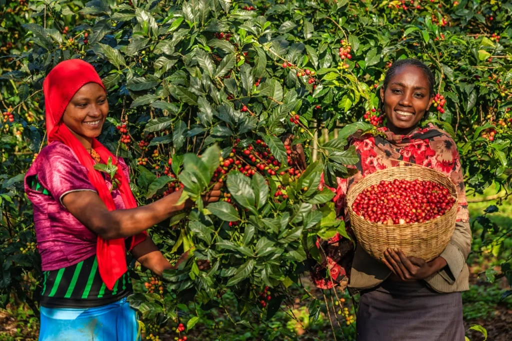 Harvesting Coffee in Africa, Ethiopia