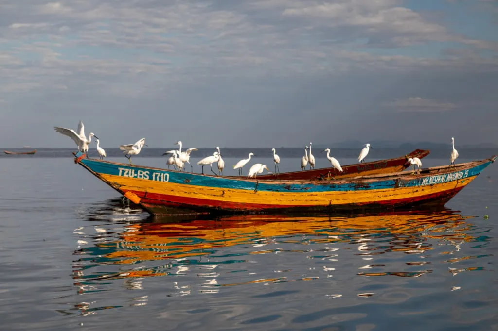 
Vögel auf einem Boot im Speke-Golf. Altezza Travel Expedition, 2023..