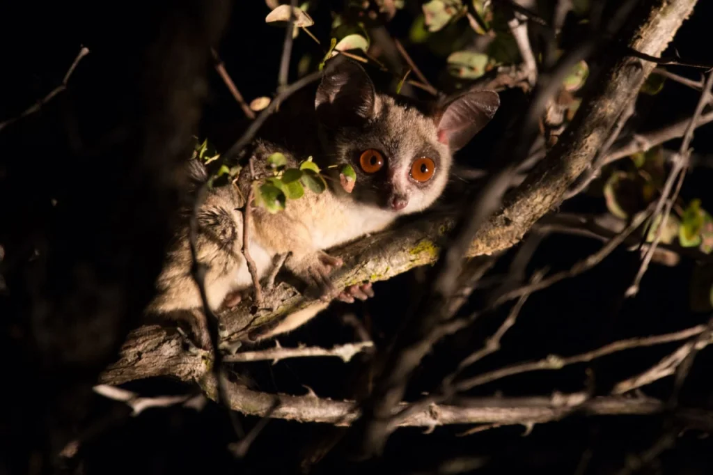 Bushbabies are primitive creatures compared to any of the apes