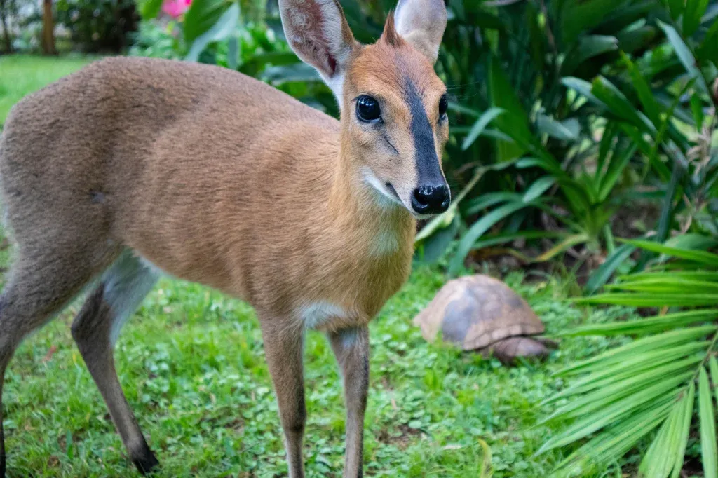 Nyasi - a bush duiker that we had the opportunity to care for
