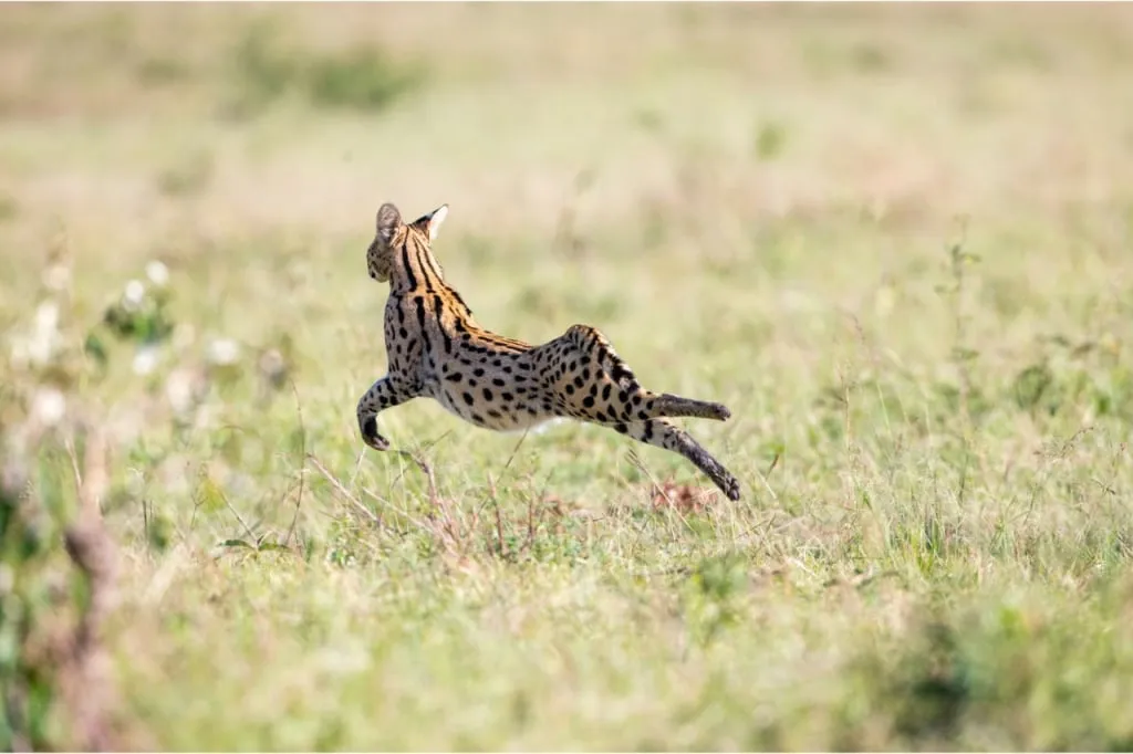 Ein Serval in freier Wildbahn 