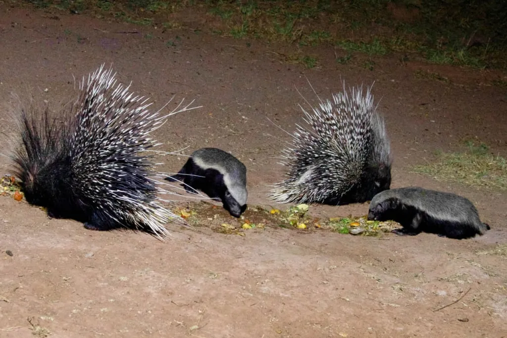 Honey badgers are not afraid of porcupine quills