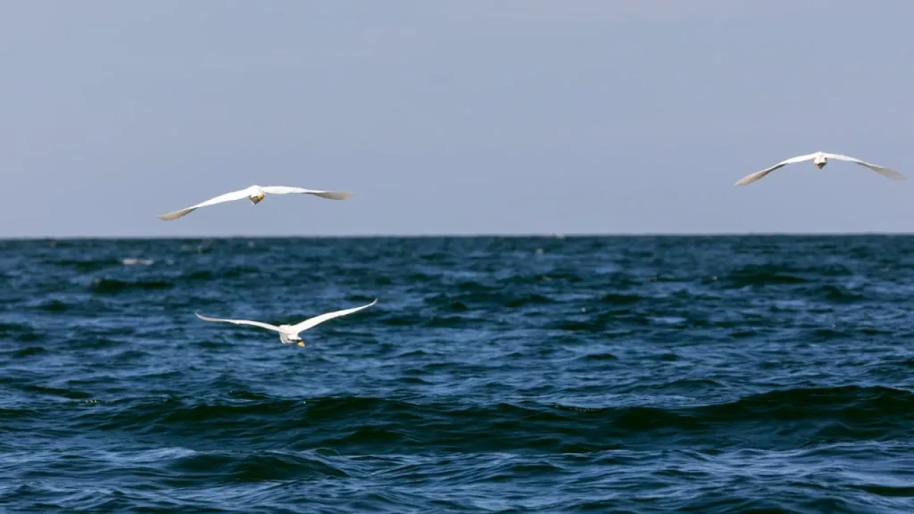 Vögel über dem Viktoriasee. Foto von Sergey Andreichuk, Altezza Travel.