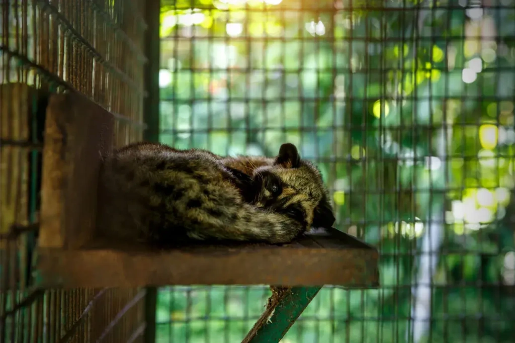 A civet curled up on a wooden shelf in a standard metal cage
