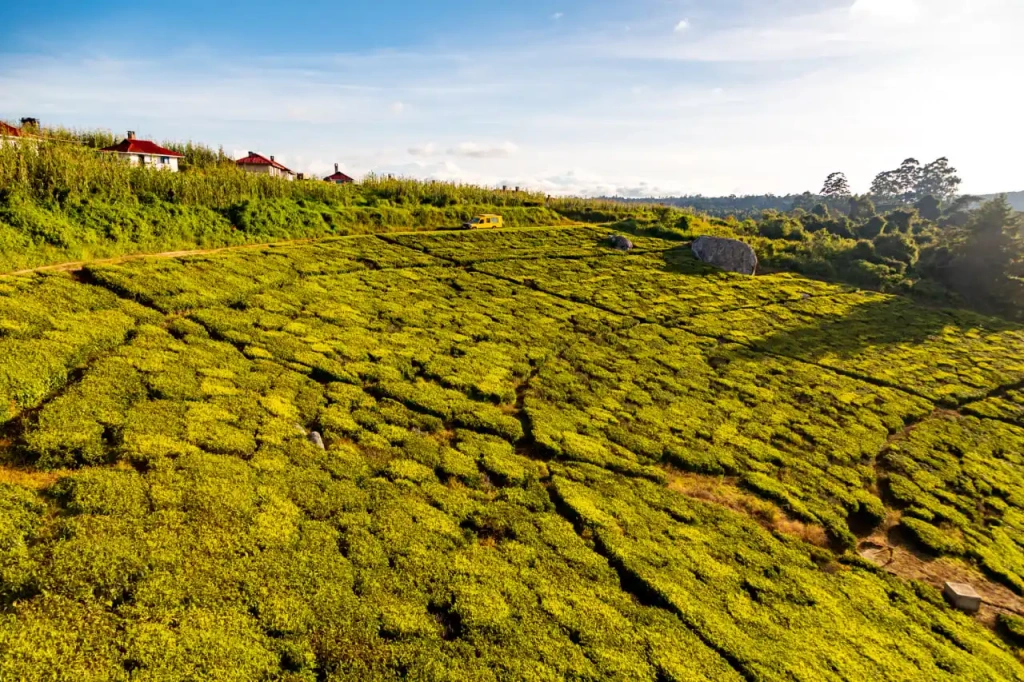 Tea plantations in Iringa, southern Tanzania. Tea, alongside coffee, is a popular cultivated crop in Tanzania. Photo by Altezza Travel