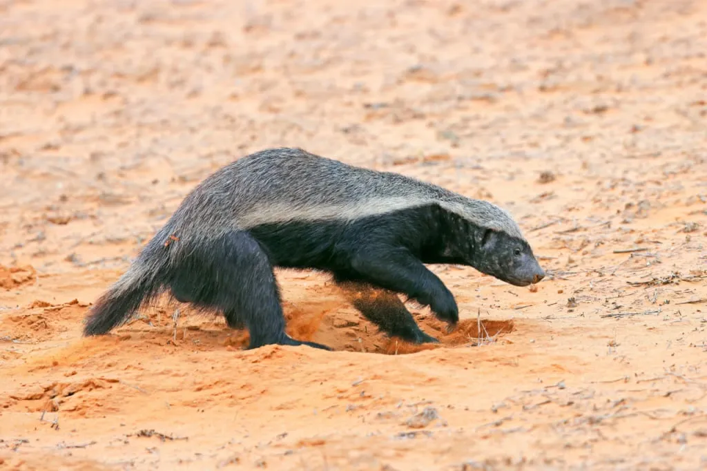 A honey badger digs the ground