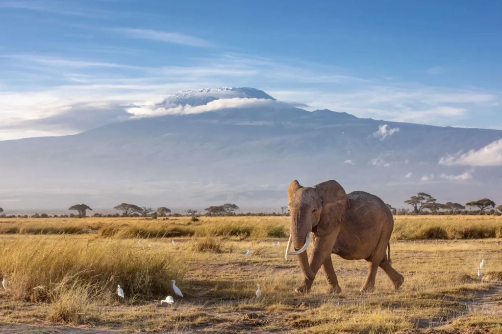 Гора Килиманджаро, вид с северной стороны, из кенийского нацпарка Амбосели