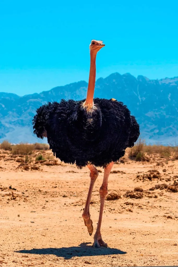  Африканский страус