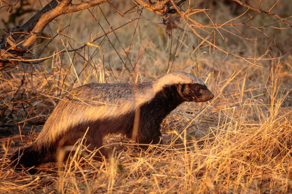 A honey badger surveying the territory
