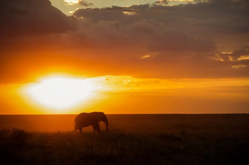  An elephant in the Serengeti