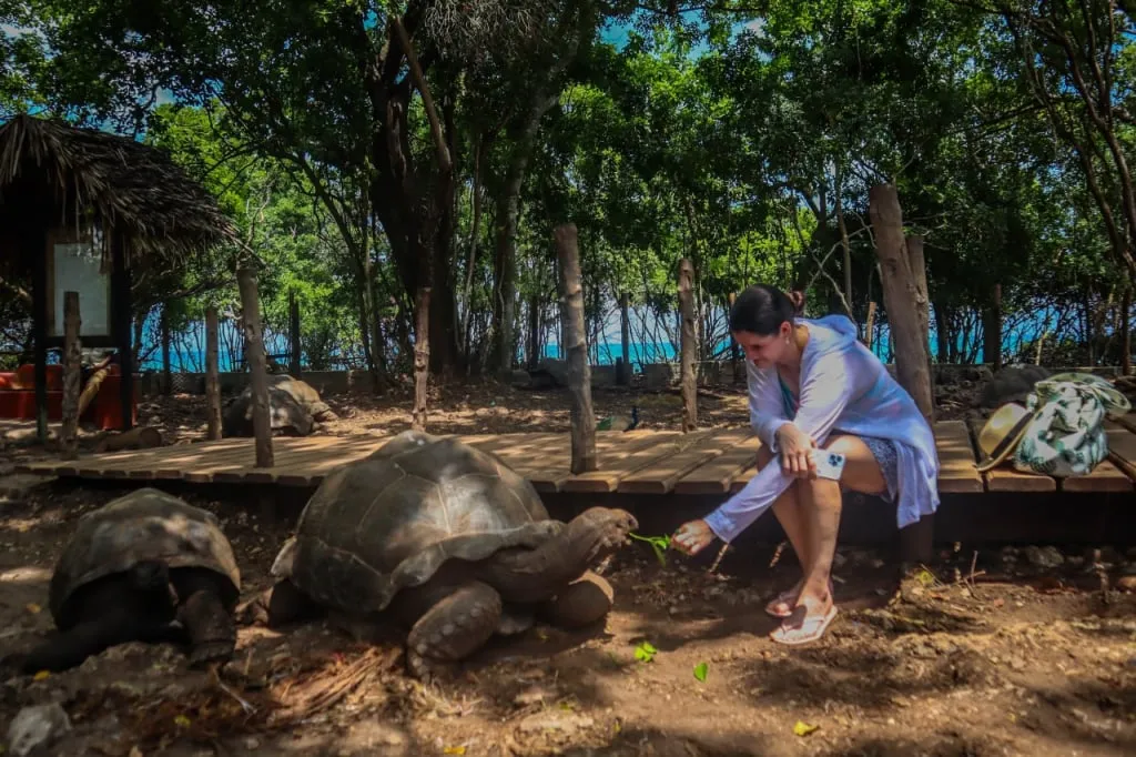 Park visitors feeding the tortoises