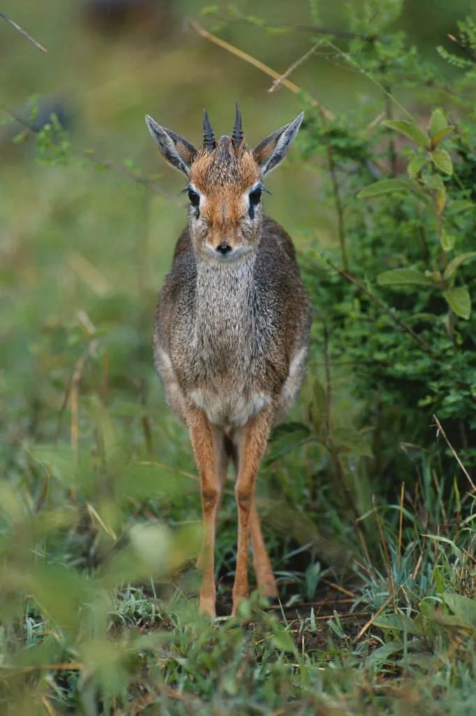 Dikdik - die kleinste Antilope der Welt