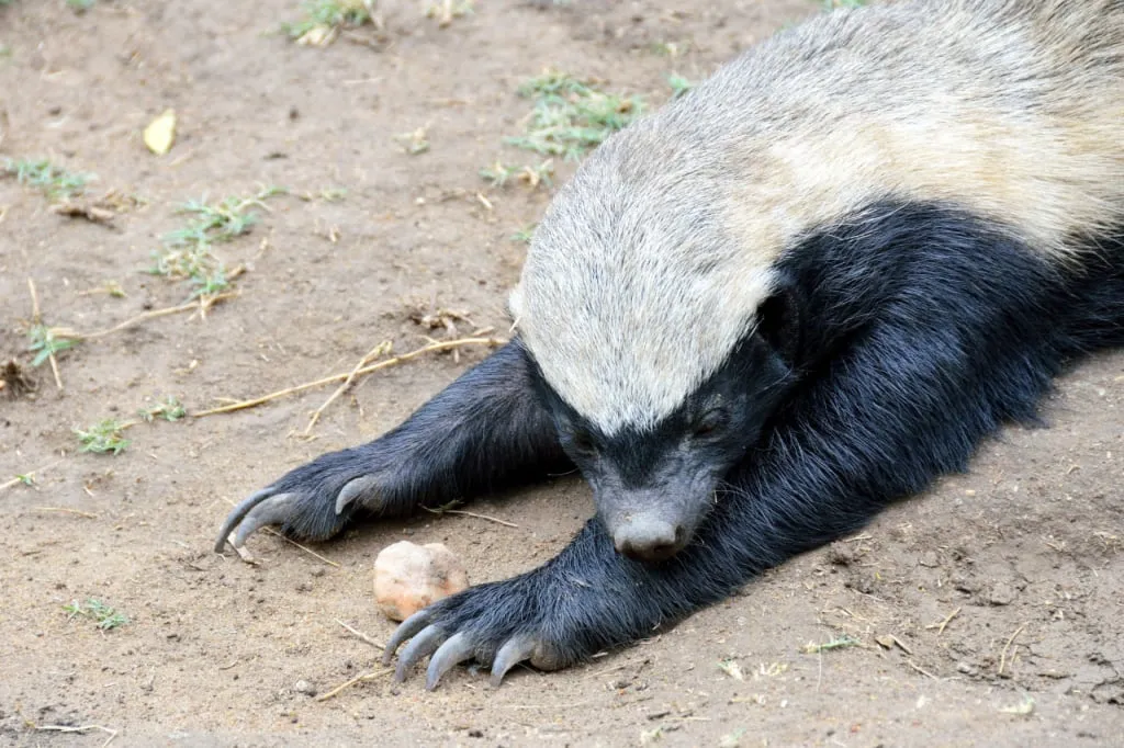 Honey badgers have long claws