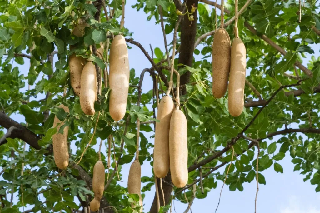 Плоды кигелии африканской (Kigelia africana), или колбасного дерева