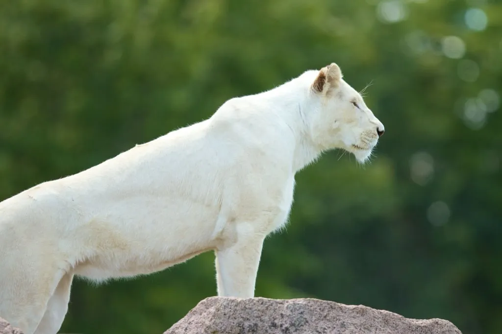  Львица-альбинос, снятая в Африке