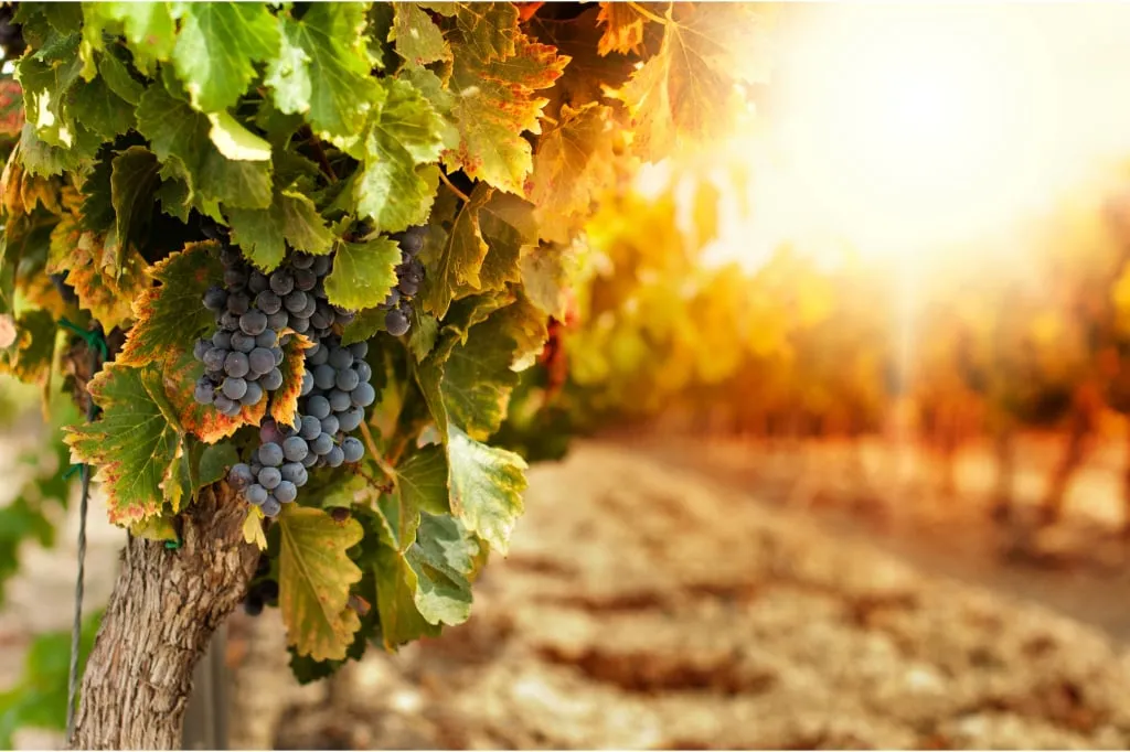 В регионе Додома выращивают виноград