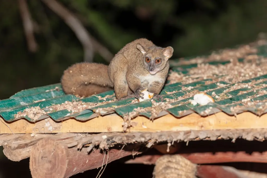 Sometimes bushbabies get close to homes and hotels