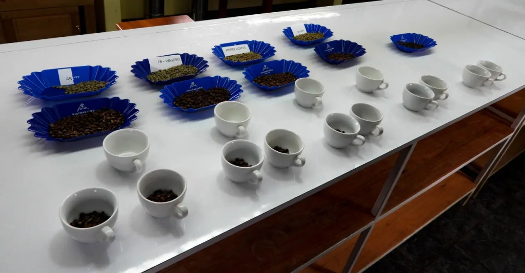 Preparation for cup tasting.