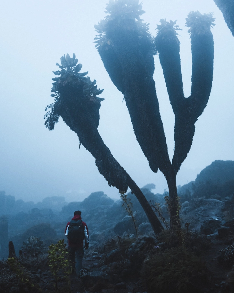 Einige Dendrosenecio kilimanjari-Pflanzen können erstaunlich hoch wachsen. 