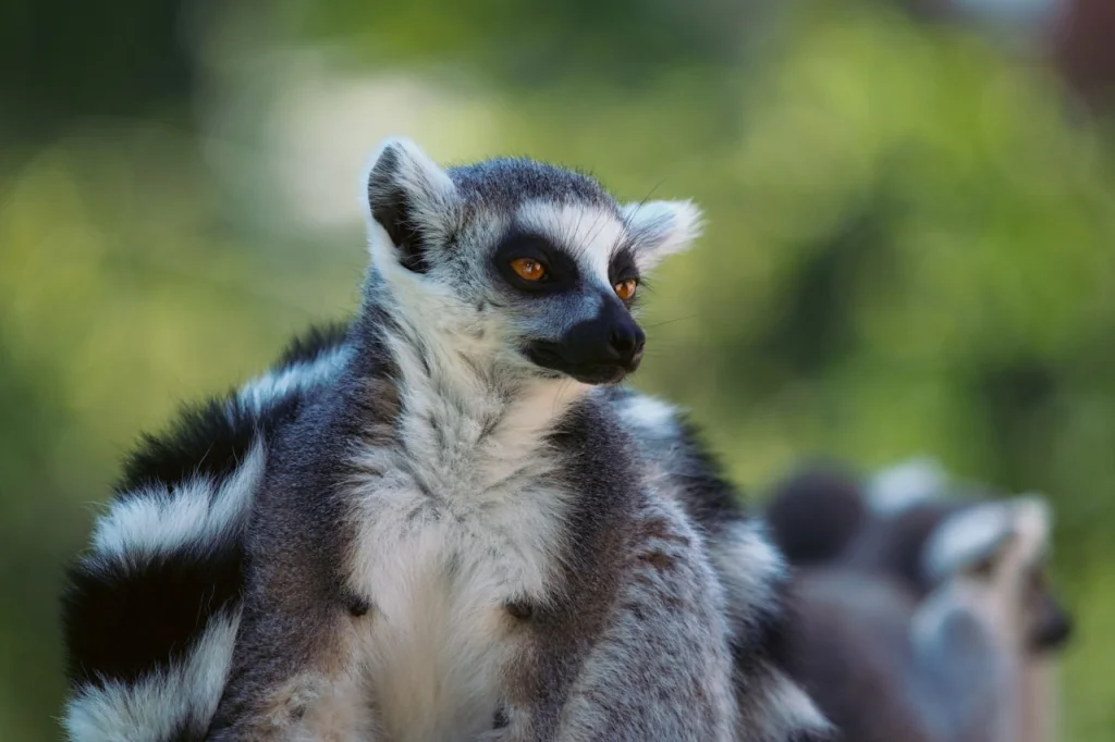 The ring-tailed lemur is a relative of the galago