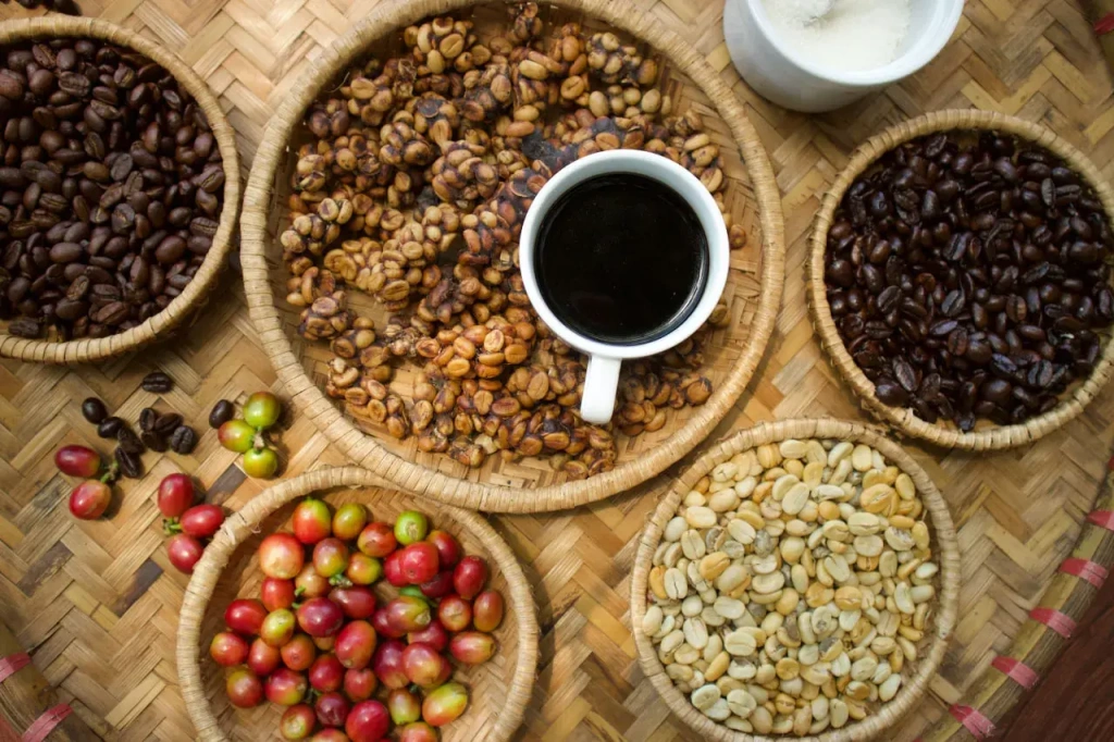 Kopi Luwak at different stages: berries, civet feces, washed and roasted beans, ready drink