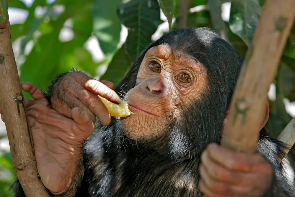  Baby chimpanzee