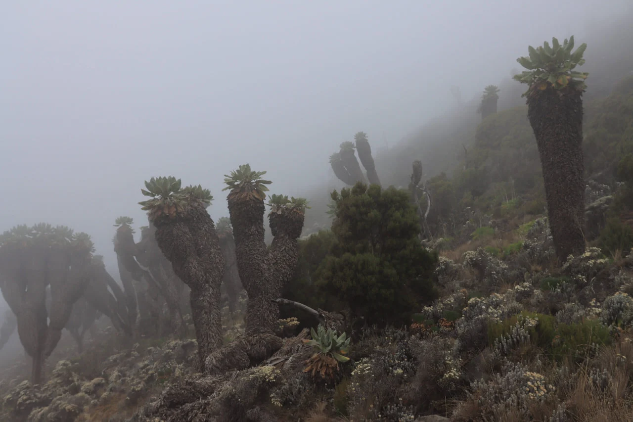 You can see Giant Groundsel on the most beautiful Kilimanjaro route - Lemosho, and other southern and western routes