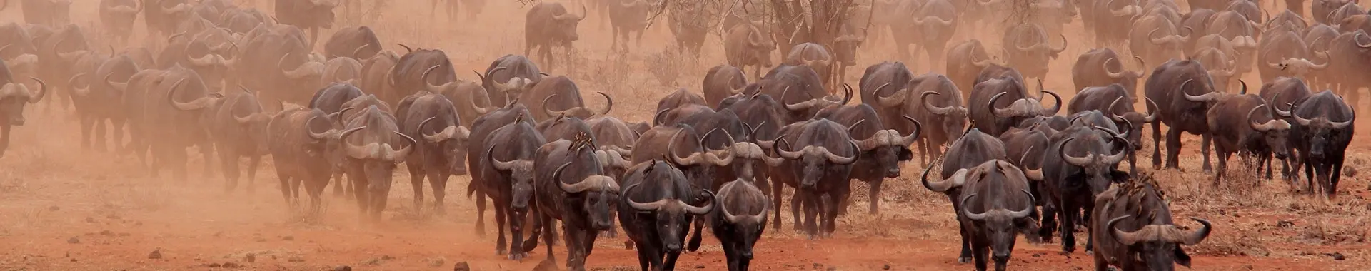 Сафари с буйволами в Танзании