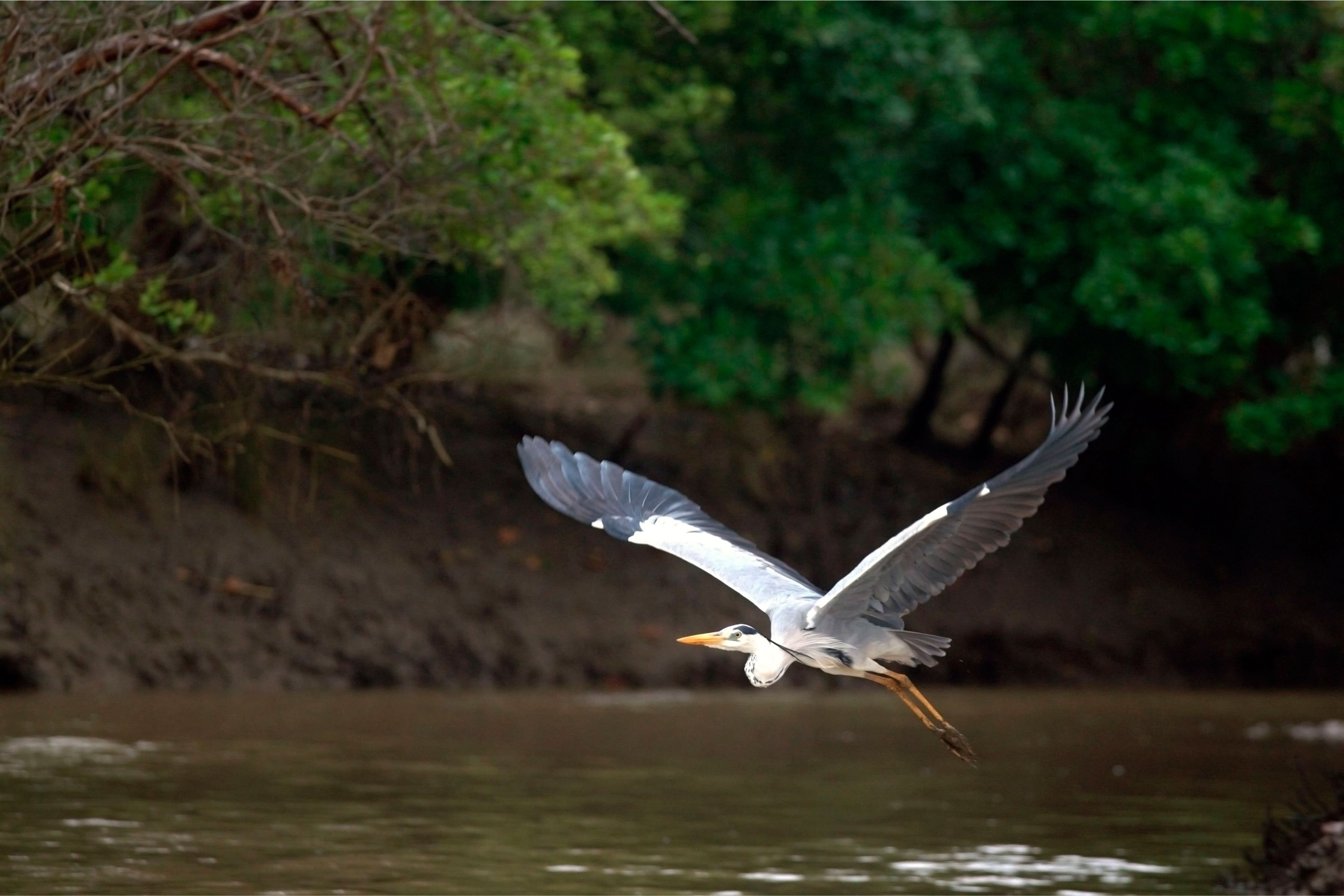 Vogelbeobachtung in Dar es Salaam, Bagamoyo und Sansibar